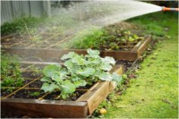 Huerto de 5 metros cuadrados 