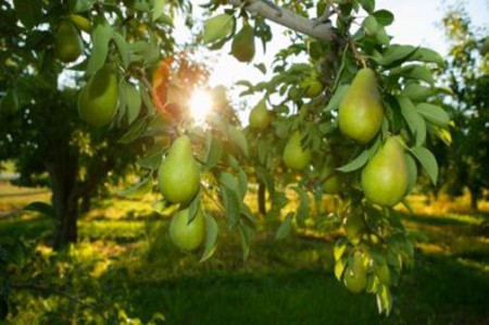 Nuestras peras limoneras  a punto de madurar